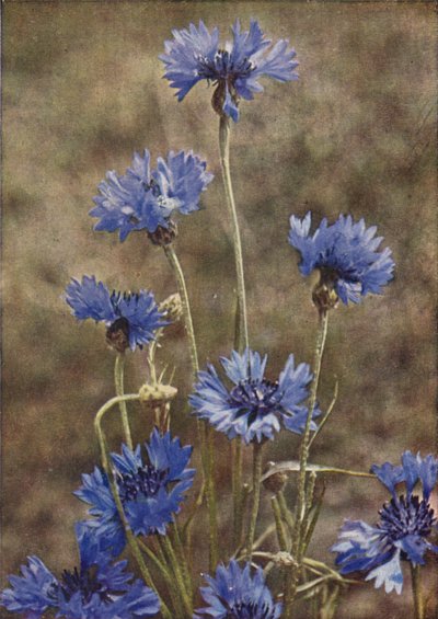 野の花：ヤグルマギク（カラー写真） 作： Charles Essenhigh Corke