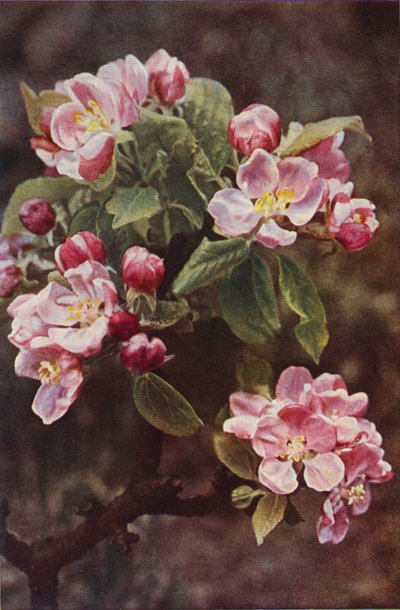 野の花：クラブアップル（カラー写真） 作： Charles Essenhigh Corke