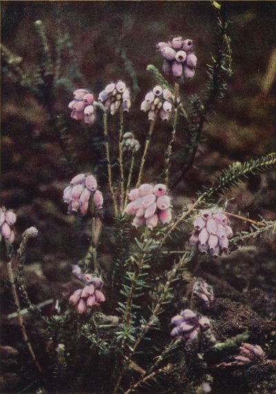 野の花：クロスリーブヒース（カラー写真） 作： Charles Essenhigh Corke