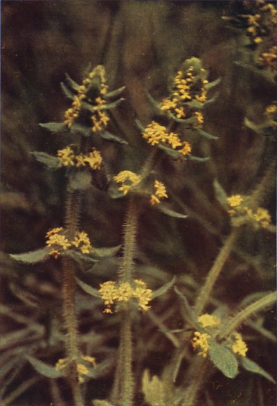 野草：クロスワート（カラー写真） 作： Charles Essenhigh Corke