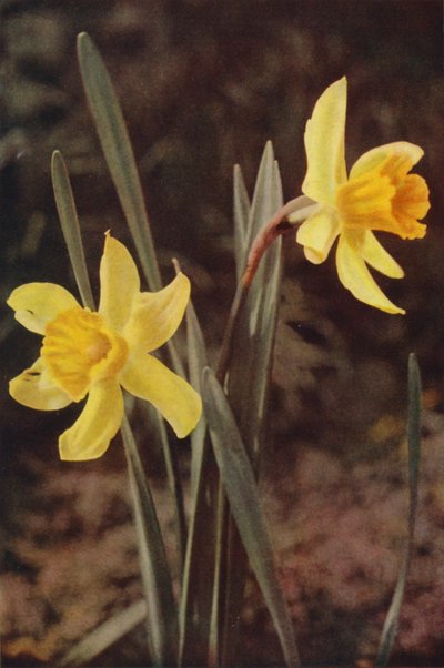 野の花：スイセン（カラー写真） 作： Charles Essenhigh Corke