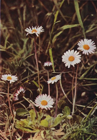 野の花：デイジー（カラー写真） 作： Charles Essenhigh Corke