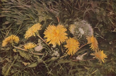 野の花：タンポポ（カラー写真） 作： Charles Essenhigh Corke