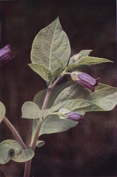 野生の花: 致命的なナイトシェード (カラー写真) 作： Charles Essenhigh Corke