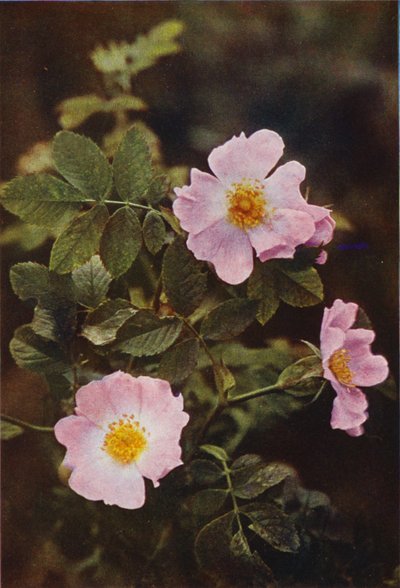 野の花：ドッグローズ（カラー写真） 作： Charles Essenhigh Corke