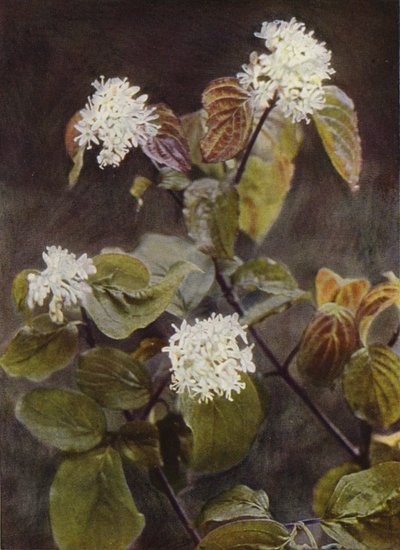 野の花：ハナミズキ（カラー写真） 作： Charles Essenhigh Corke