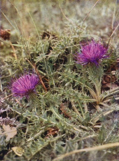 野の花：ドワーフシスル（カラー写真） 作： Charles Essenhigh Corke