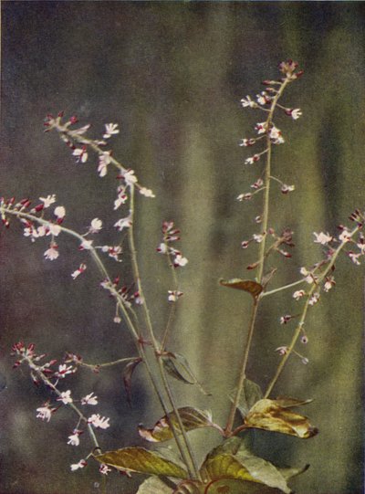 野の花：エンチャンターズナイトシェード（カラー写真） 作： Charles Essenhigh Corke
