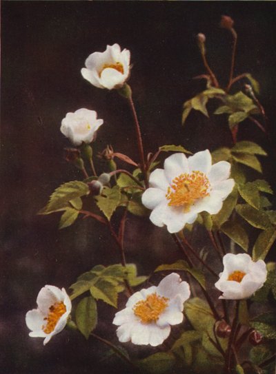 野の花：フィールドローズ（カラー写真） 作： Charles Essenhigh Corke