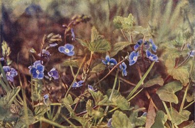 野の花：ジャーマンダー・スピードウェル（カラー写真） 作： Charles Essenhigh Corke