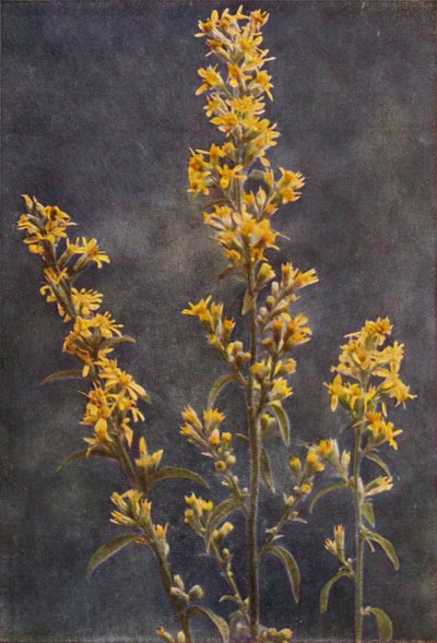 野の花：ゴールデンロッド（カラー写真） 作： Charles Essenhigh Corke