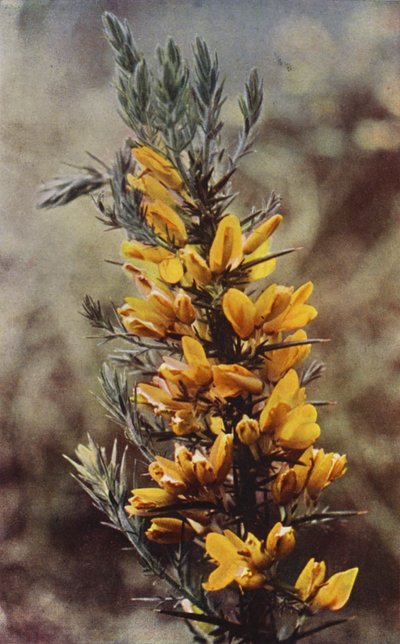 野の花：ハリエニシダ（カラー写真） 作： Charles Essenhigh Corke
