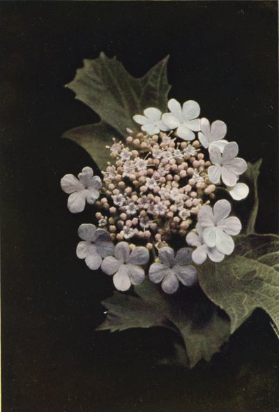 野の花：ゲルダーローズ（カラー写真） 作： Charles Essenhigh Corke