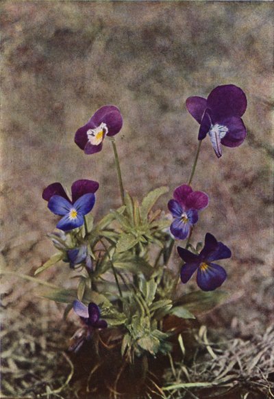 野の花：ハートシーズ（カラー写真） 作： Charles Essenhigh Corke