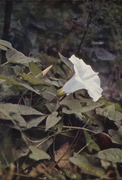 野の花：Hedge Convolvulus（カラー写真） 作： Charles Essenhigh Corke