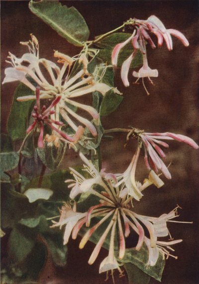 野の花：スイカズラ（カラー写真） 作： Charles Essenhigh Corke