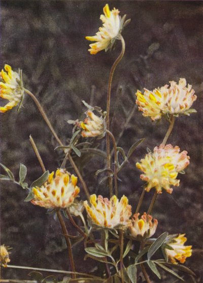 野の花：キドニーレンゲ（カラー写真） 作： Charles Essenhigh Corke