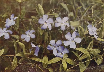 野の花：ツルニチニチソウ（カラー写真） 作： Charles Essenhigh Corke
