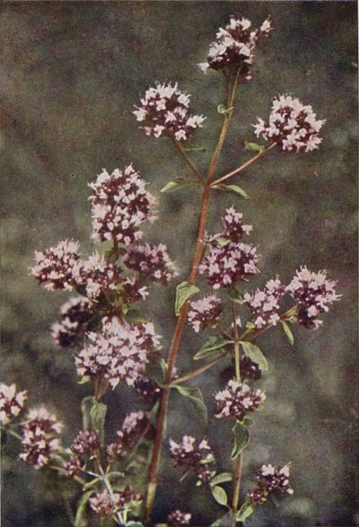 野の花：マジョラム（カラー写真） 作： Charles Essenhigh Corke