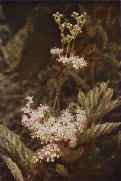 野の花：Meadow-Sweet（カラー写真） 作： Charles Essenhigh Corke