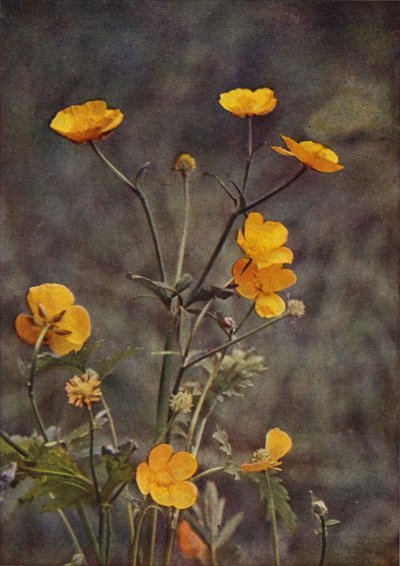 野の花：メドウ・キンポウゲ（カラー写真） 作： Charles Essenhigh Corke