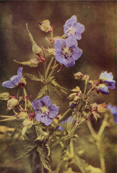 野の花：メドウツルのくちばし（カラー写真） 作： Charles Essenhigh Corke
