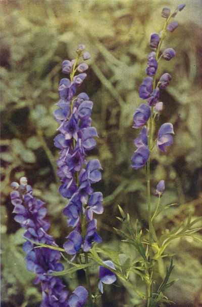 野の花：モンクスフッド（カラー写真） 作： Charles Essenhigh Corke