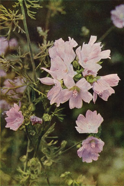 野の花：ムスクアオイ（カラー写真） 作： Charles Essenhigh Corke