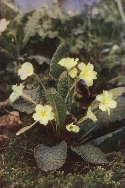 野の花：サクラソウ（カラー写真） 作： Charles Essenhigh Corke