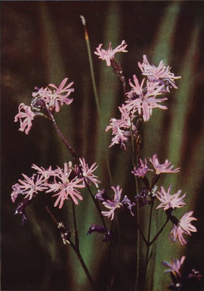 野の花：Ragged Robin（カラー写真） 作： Charles Essenhigh Corke