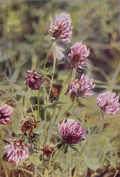 野の花：レッドクローバー（カラー写真） 作： Charles Essenhigh Corke