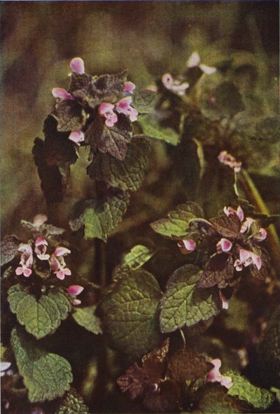 野の花：レッド・デッド・ネトル（カラー写真） 作： Charles Essenhigh Corke