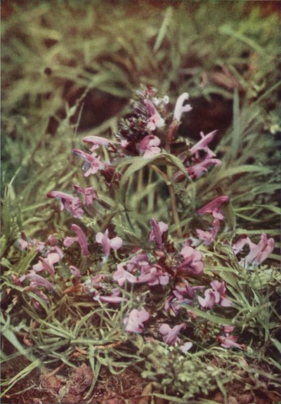 野の花：アカガラガラ（カラー写真） 作： Charles Essenhigh Corke