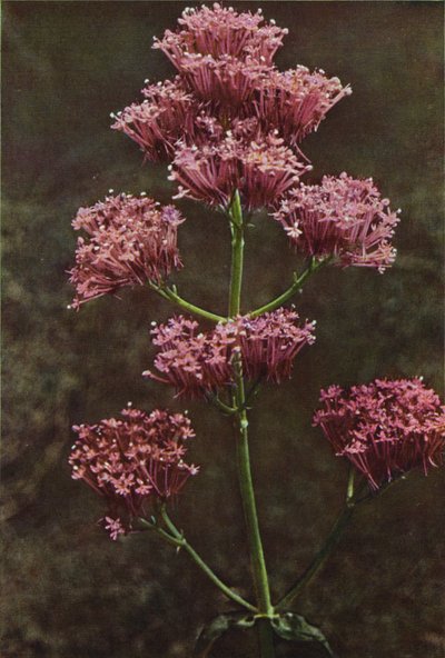 野の花：レッドバレリアン（カラー写真） 作： Charles Essenhigh Corke
