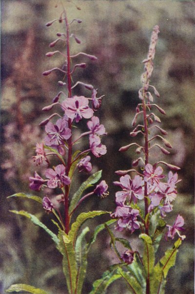 野の花：ローズベイウィローハーブ（カラー写真） 作： Charles Essenhigh Corke