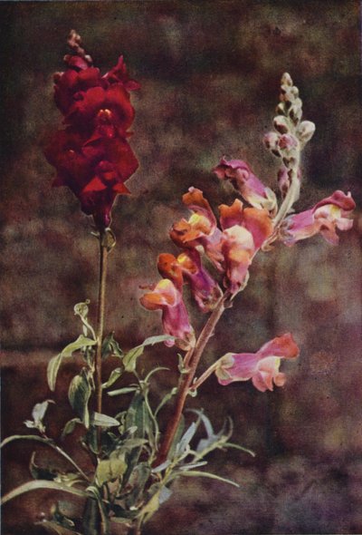 野の花：キンギョソウ（カラー写真） 作： Charles Essenhigh Corke