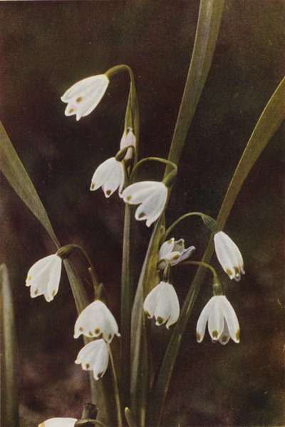 野の花：スノーフレーク（カラー写真） 作： Charles Essenhigh Corke
