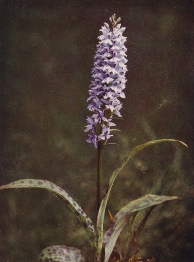 野の花：斑点蘭（カラー写真） 作： Charles Essenhigh Corke