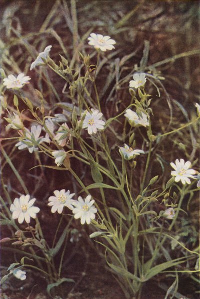 野の花：スティッチワート（カラー写真） 作： Charles Essenhigh Corke