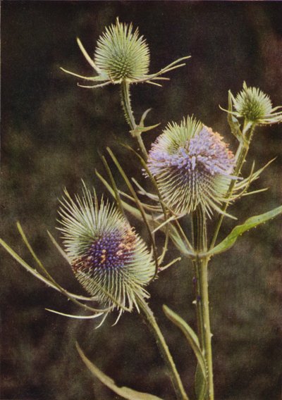 野の花：チーゼル（カラー写真） 作： Charles Essenhigh Corke