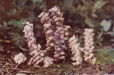 野の花：ヨモギ（カラー写真） 作： Charles Essenhigh Corke