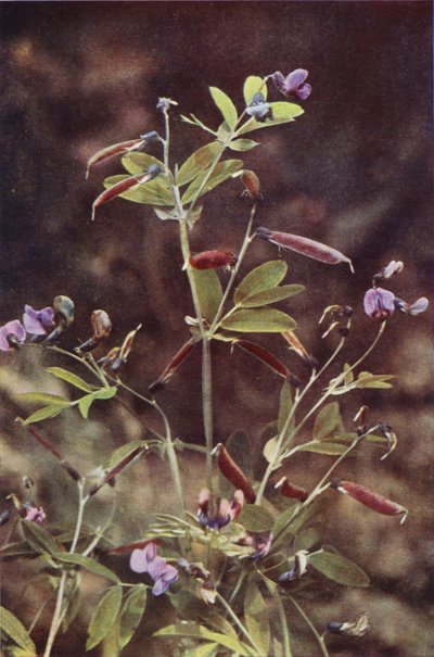 野の花：塊茎ビターピー（カラー写真） 作： Charles Essenhigh Corke