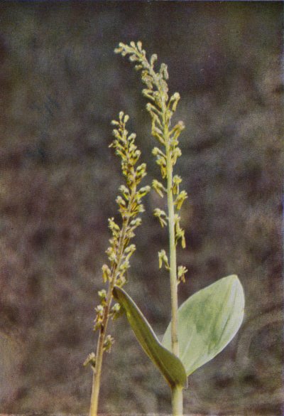 野の花：トウェイブレード（カラー写真） 作： Charles Essenhigh Corke