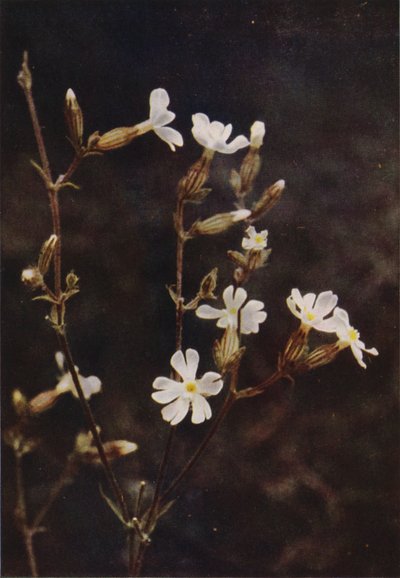 野の花：白いカンピオン（カラー写真） 作： Charles Essenhigh Corke
