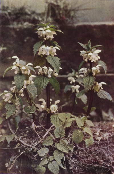 野の花：ホワイトデッドネトル（カラー写真） 作： Charles Essenhigh Corke