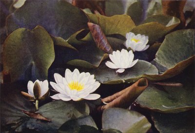野の花：白睡蓮（カラー写真） 作： Charles Essenhigh Corke