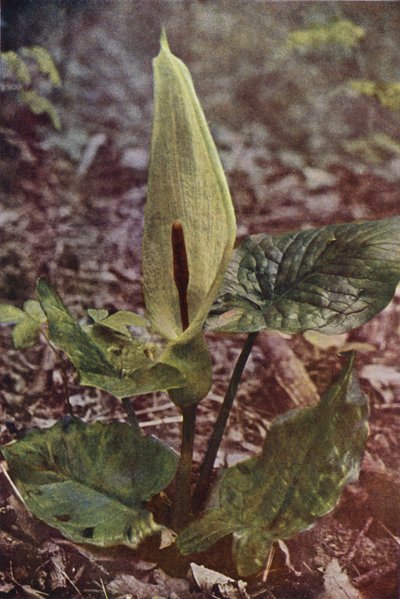 野の花：ワイルドアラム（カラー写真） 作： Charles Essenhigh Corke
