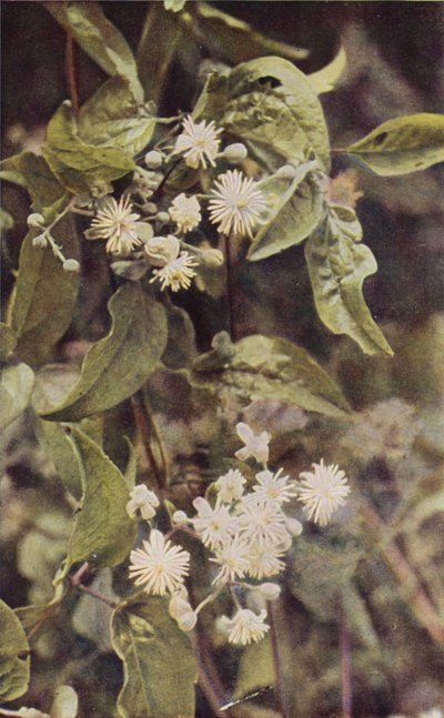 野の花：ワイルドクレマチス（カラー写真） 作： Charles Essenhigh Corke
