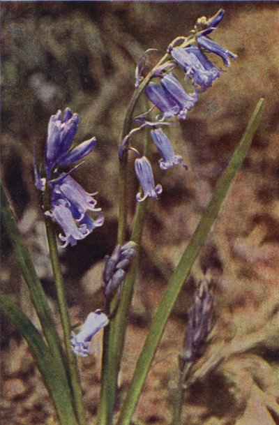 野の花：ワイルドヒヤシンス（カラー写真） 作： Charles Essenhigh Corke