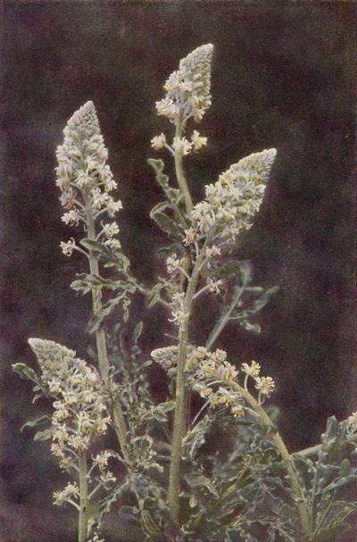 野の花：ワイルド・ミニョネット（カラー写真） 作： Charles Essenhigh Corke
